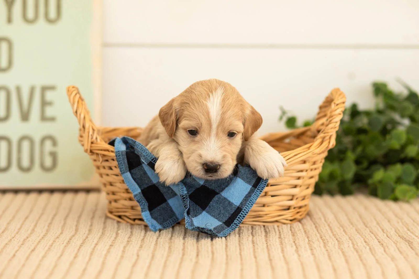 Plum goldendoodle for sale(1).jpg