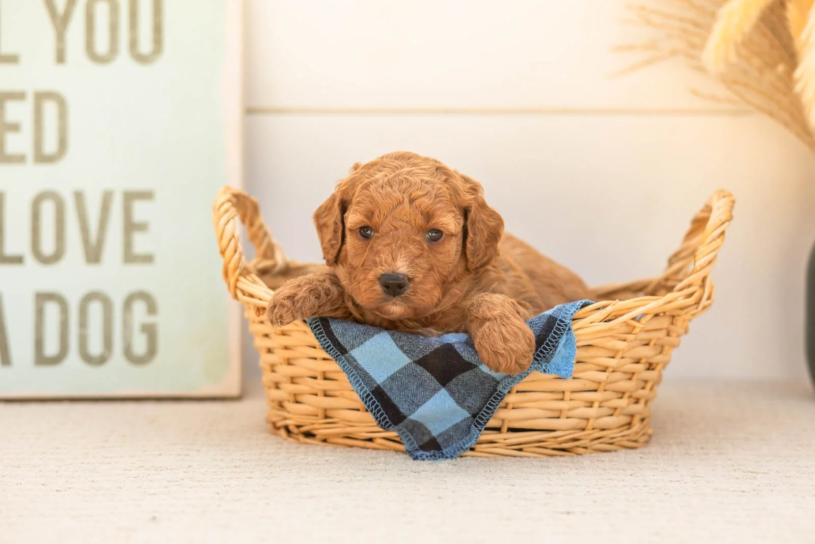 Glow goldendoodle for sale(4).jpg