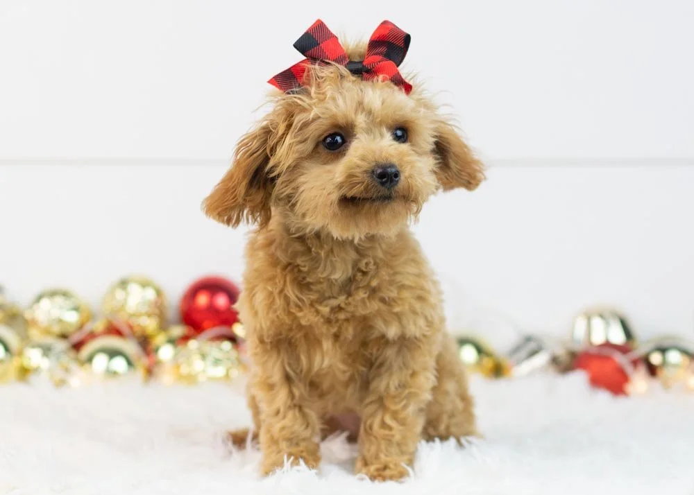 Vonda 6-30-25 Olive 4.36-2.jpg