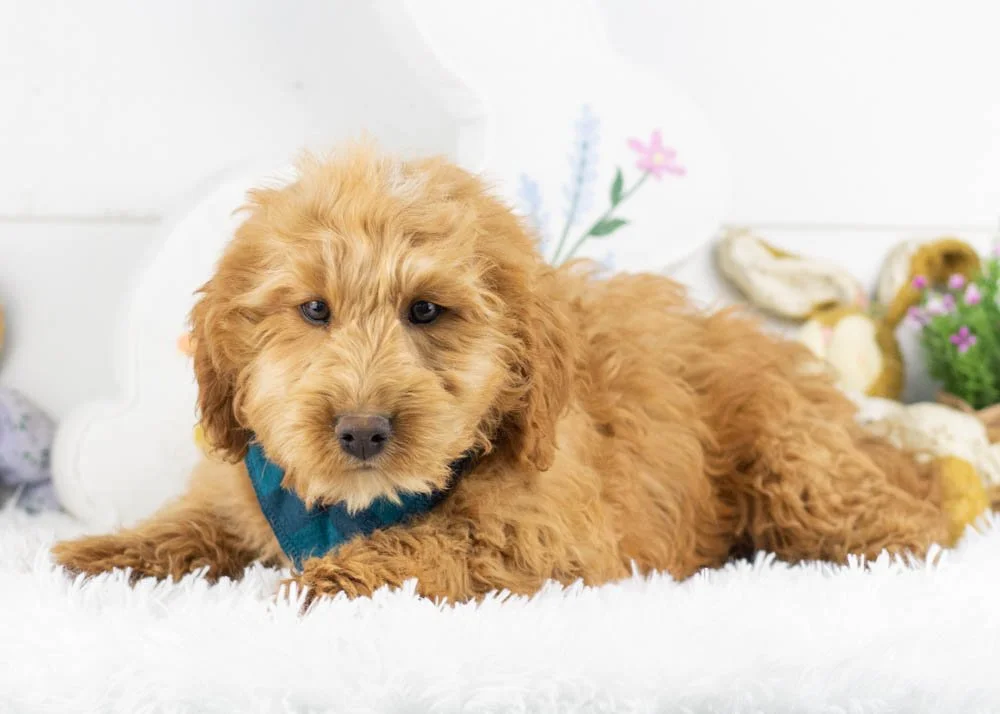goldendoodle for sale