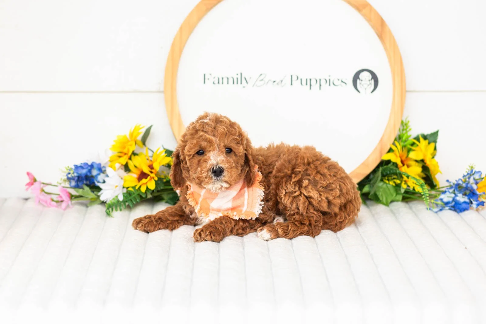 miles goldendoodle for sale.jpg