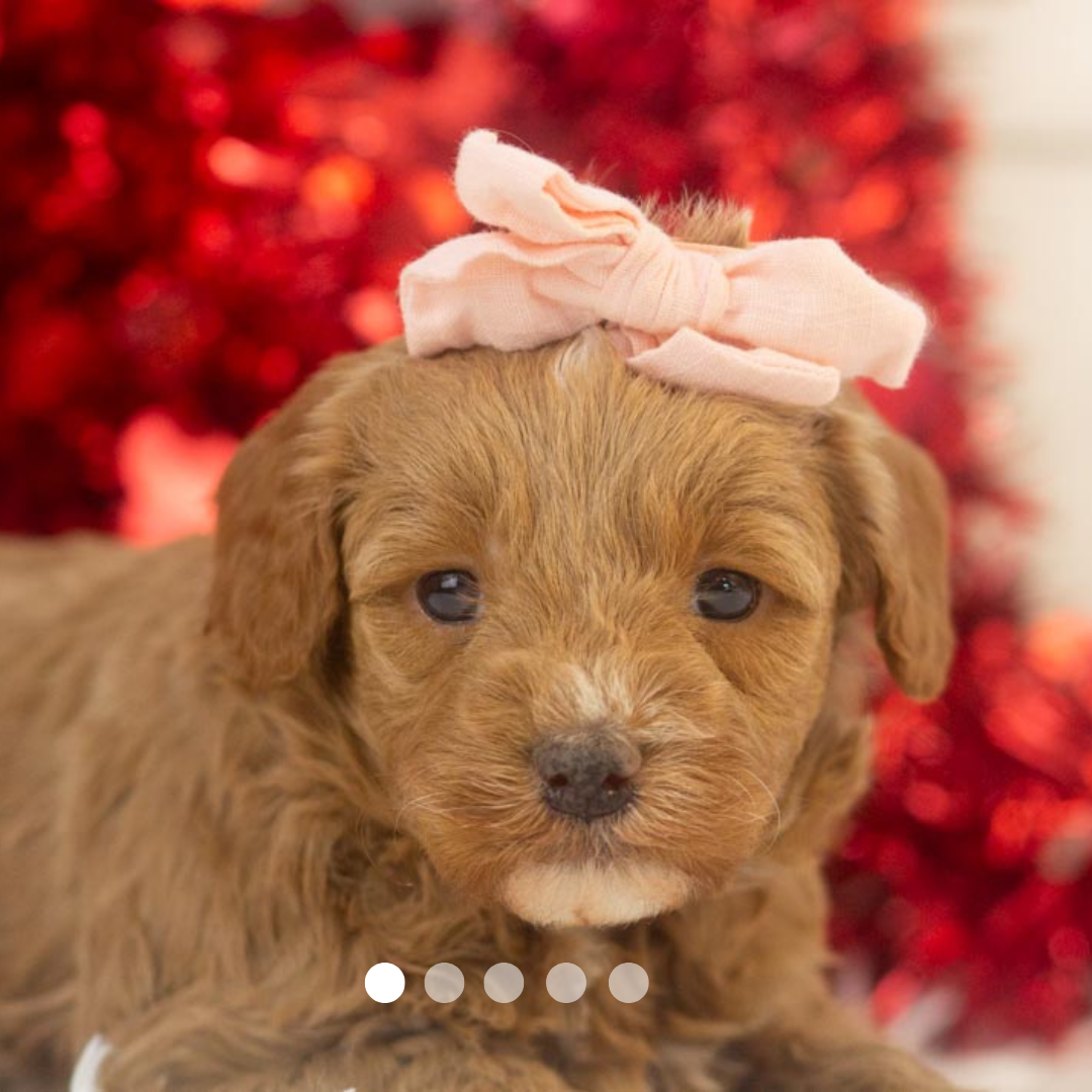 Copy of FBP Design.png