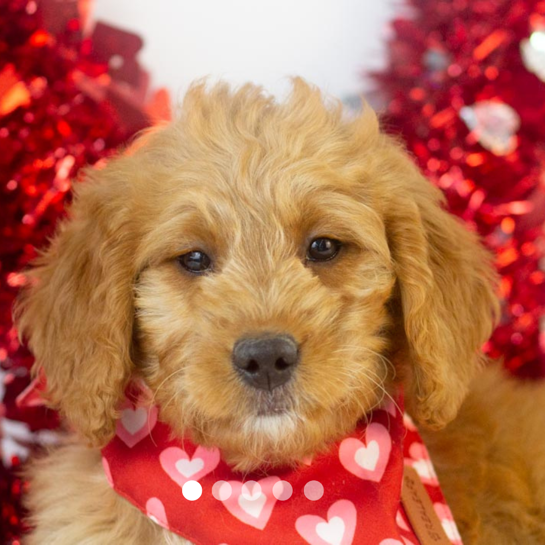 Copy of FBP Design.png