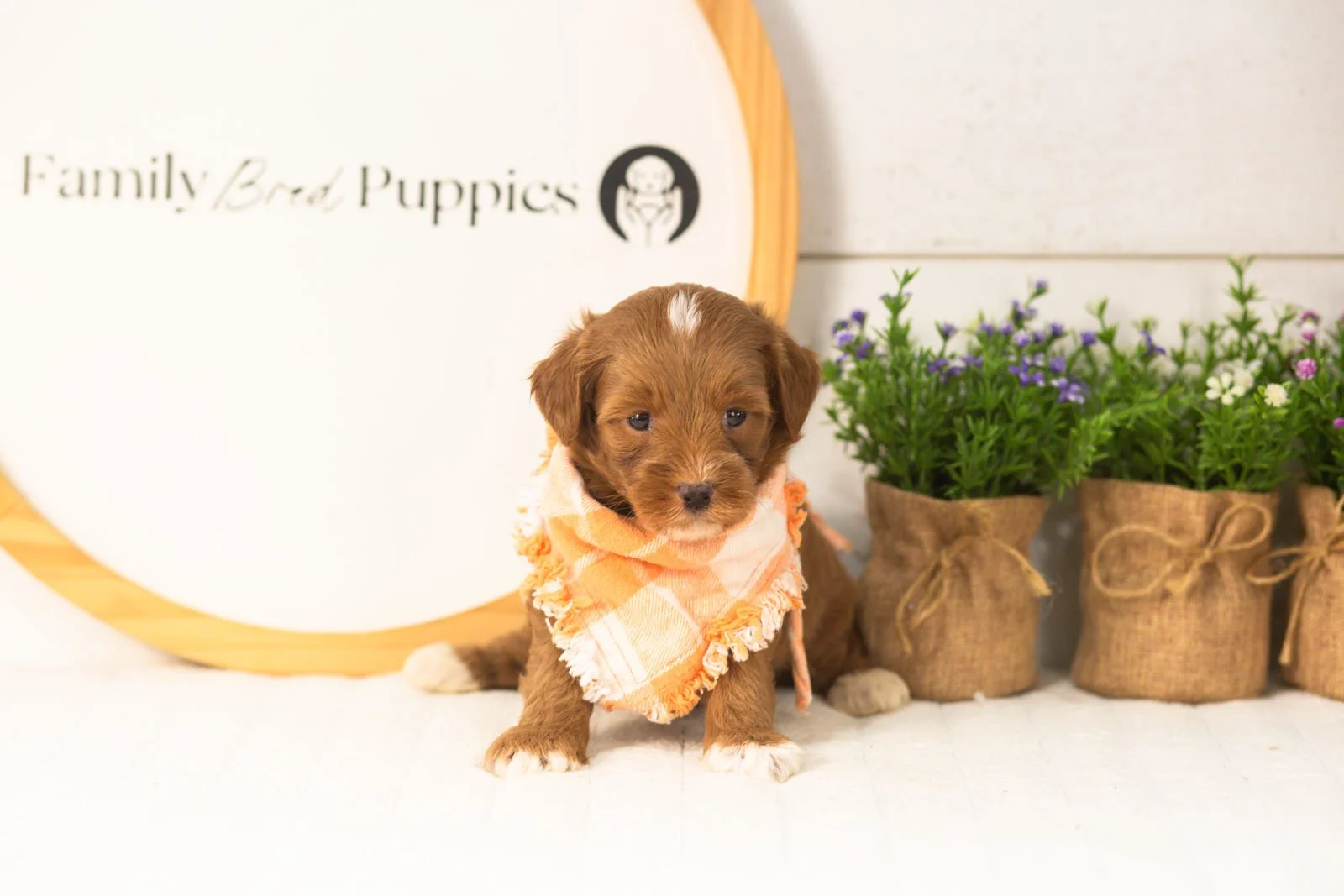 Vale goldendoodle for sale(1).jpg
