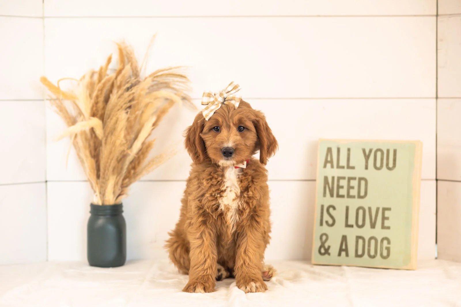 Veah goldendoodle for sale(2).jpg
