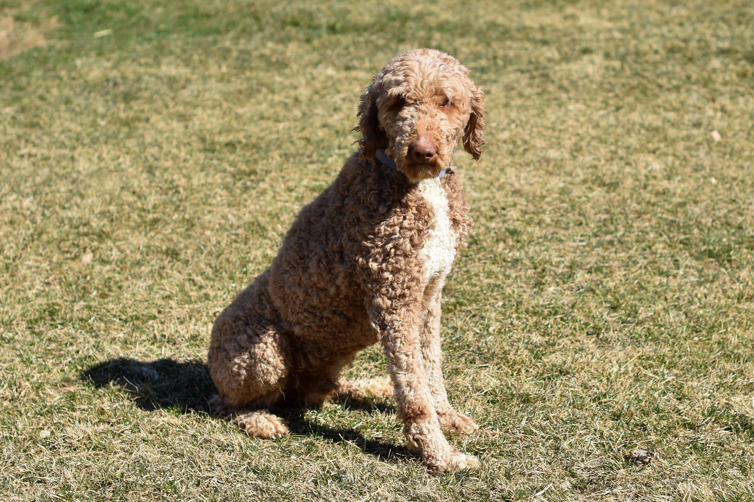 dad poodle