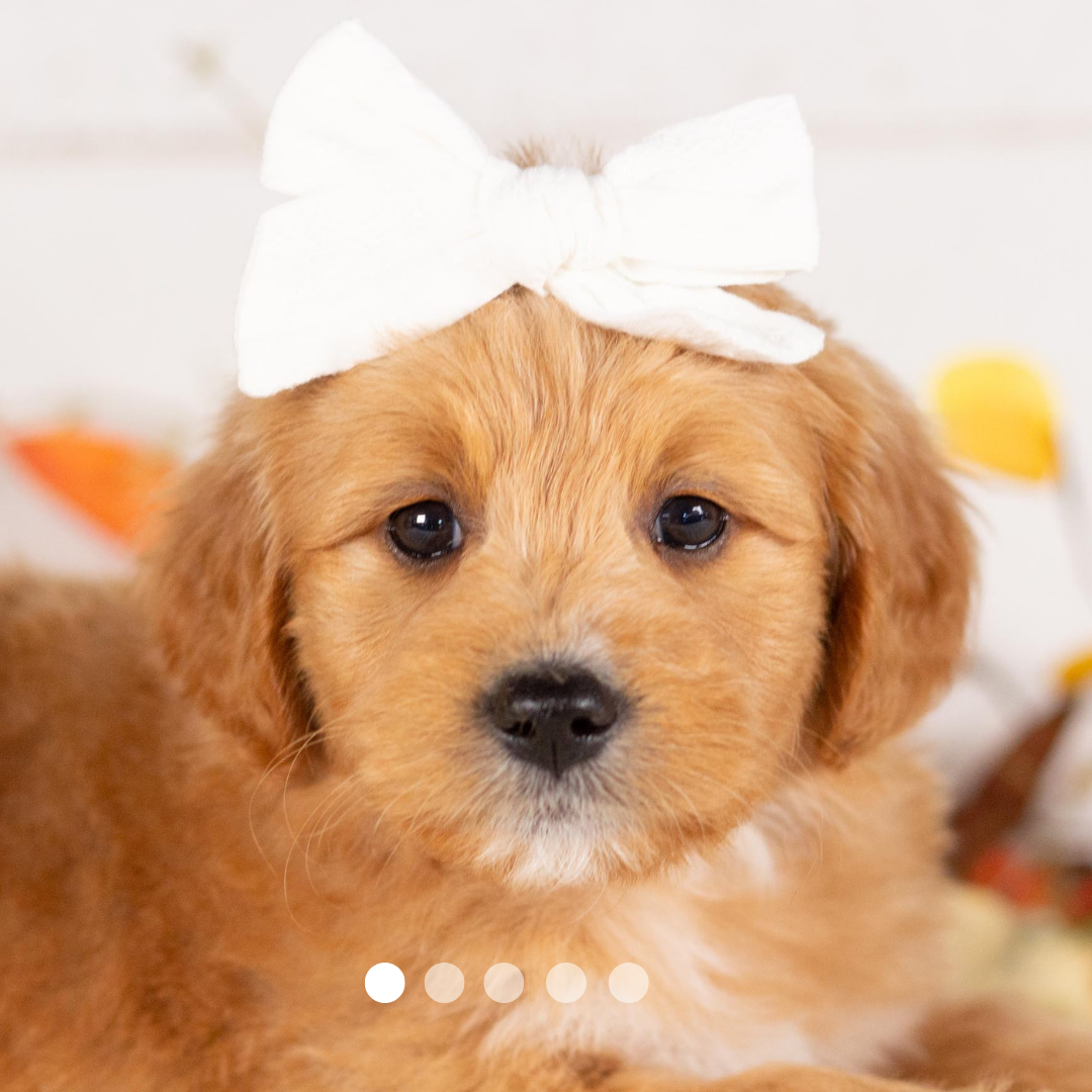 Copy of FBP Design.png