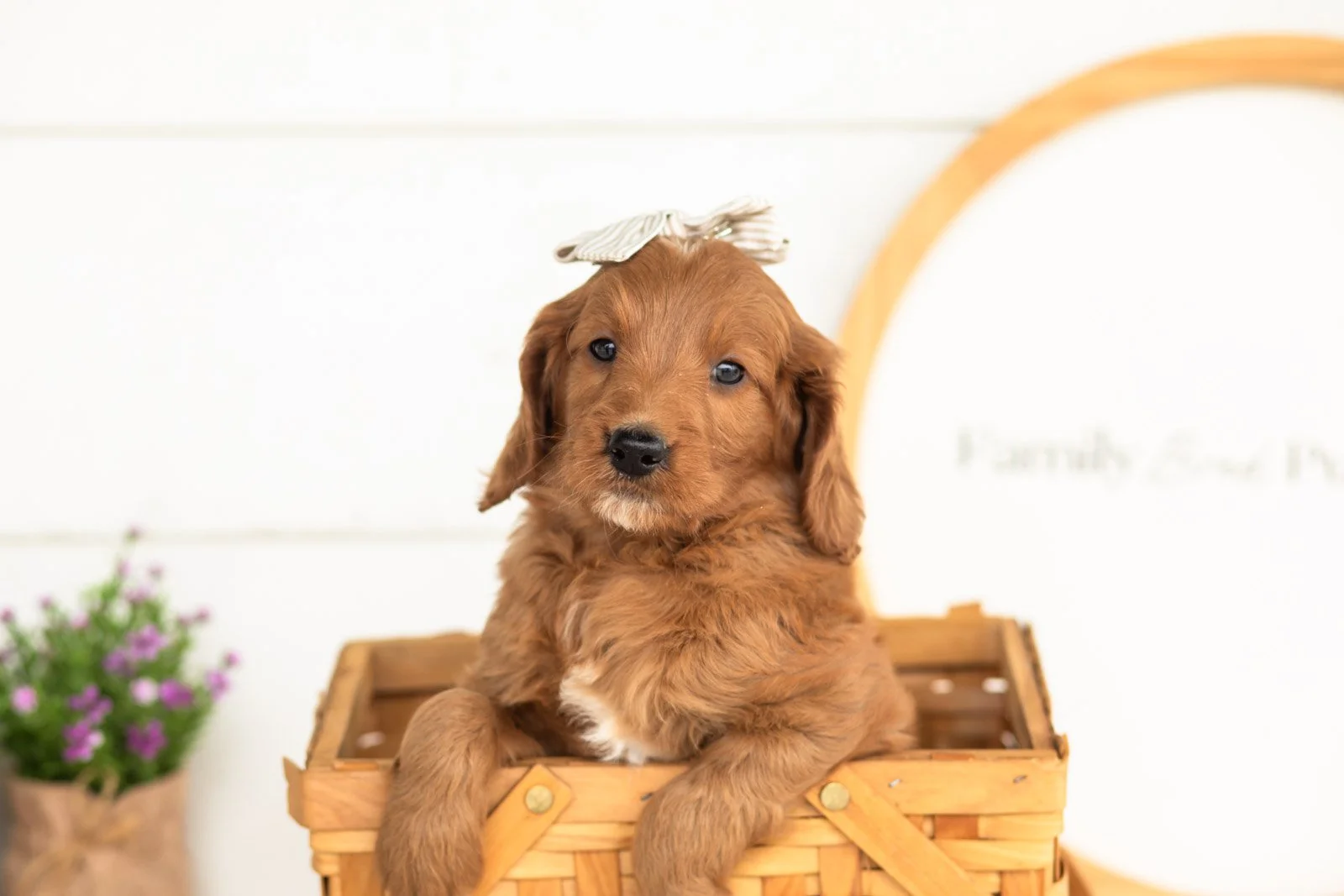 elia goldendoodle for sale.jpg