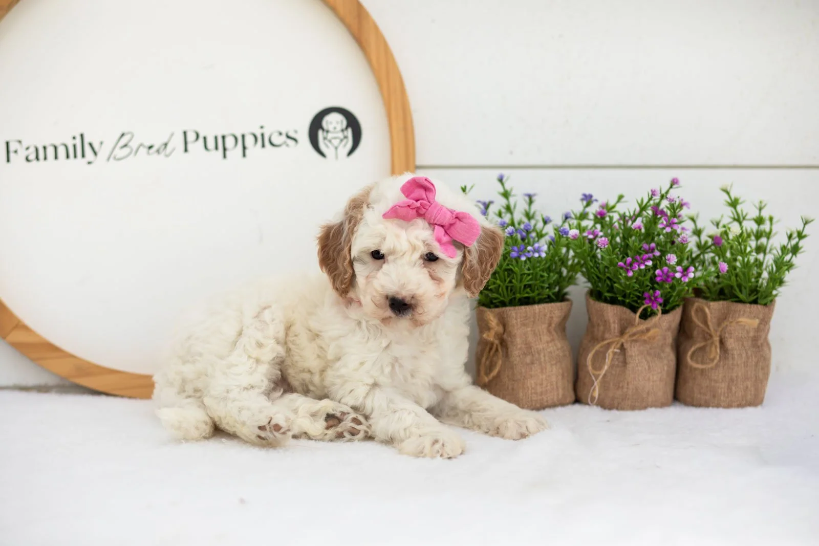 Marcia goldendoodle for sale.jpg