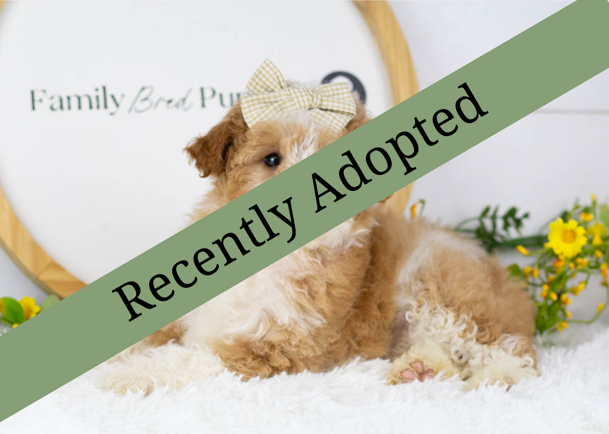 goldendoodle for sale