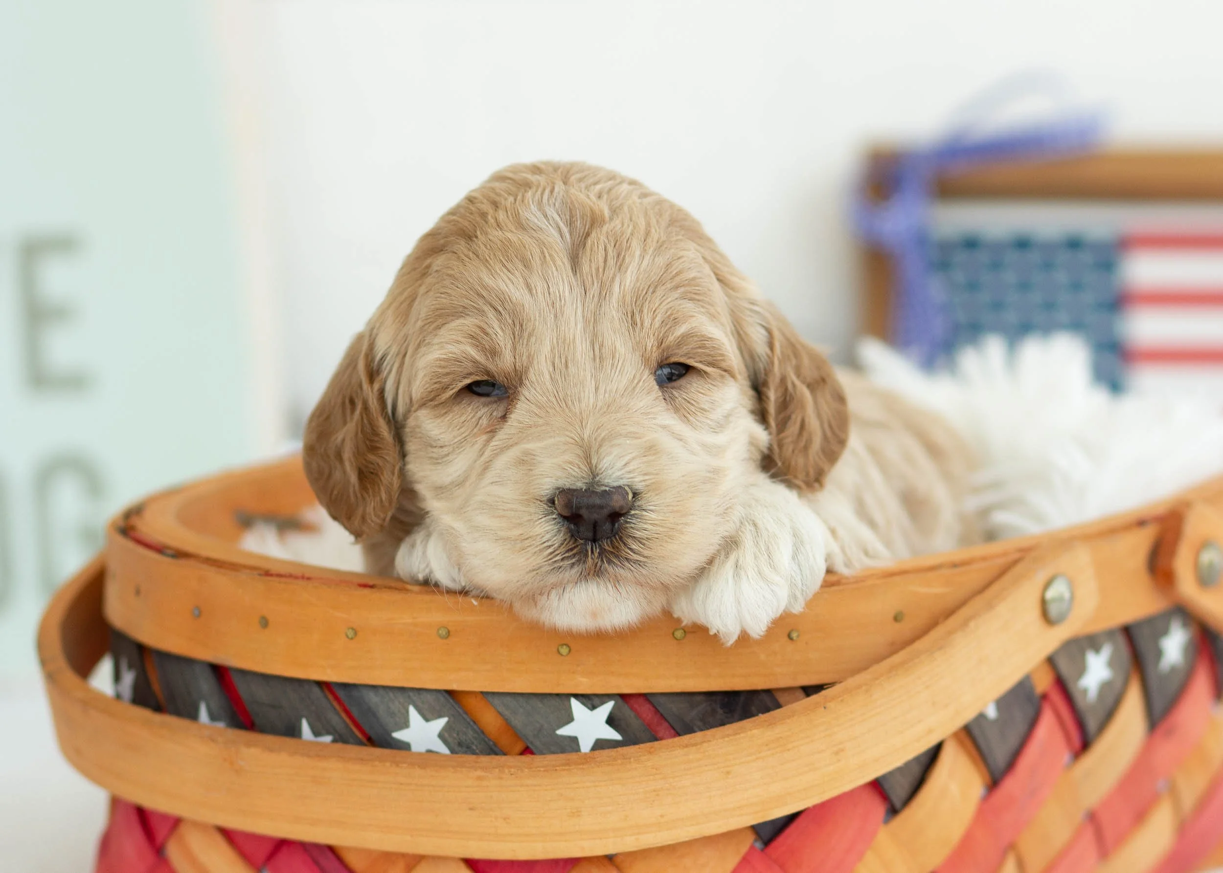 Frappe Goldendoodle For Sale(2).jpg