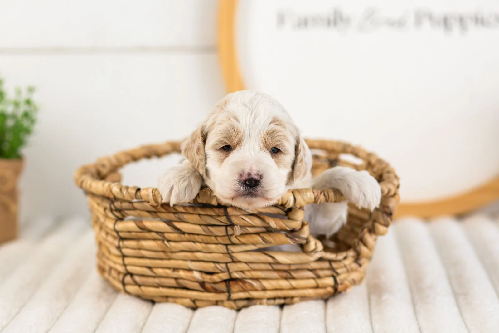 jasper goldendoodle for sale(3).jpg