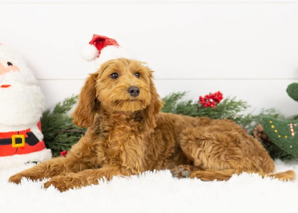 Tee goldendoodle for sale.jpg