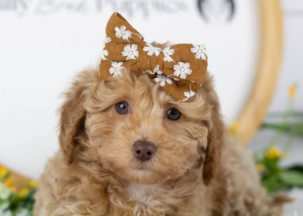 indiana goldendoodle for sale(2).jpg