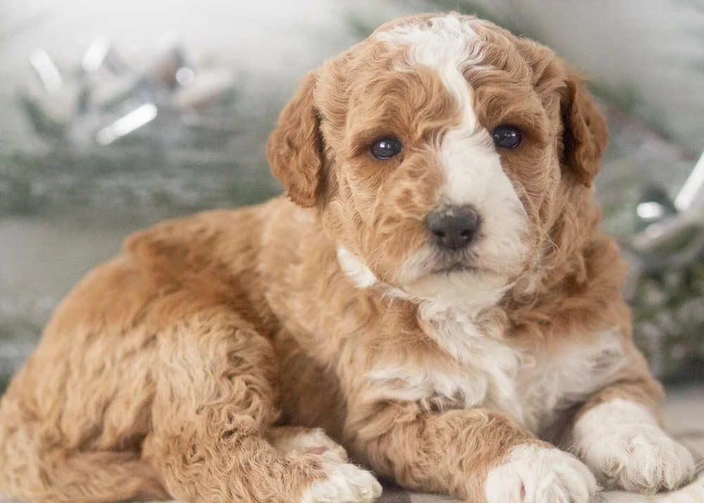 Charlie goldendoodle for sale(2).jpg