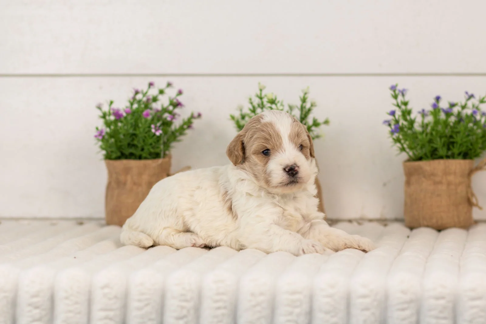 Dee goldendoodle for sale.(1).jpg