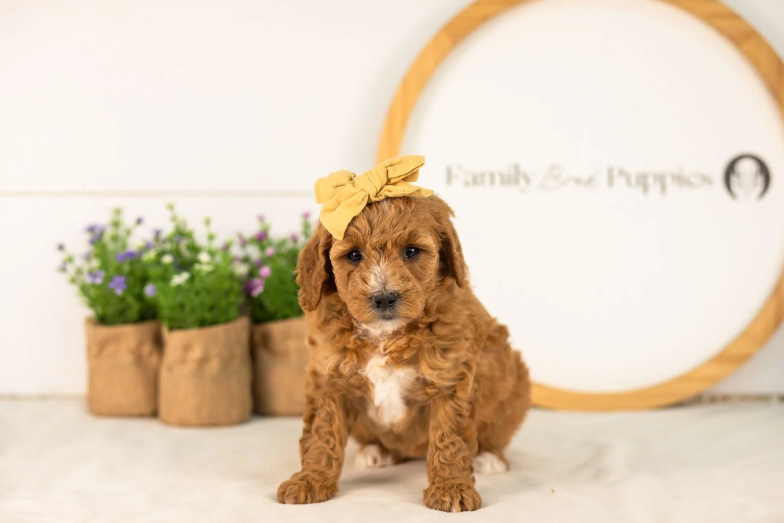 Sky goldendoodle for sale(1).jpg