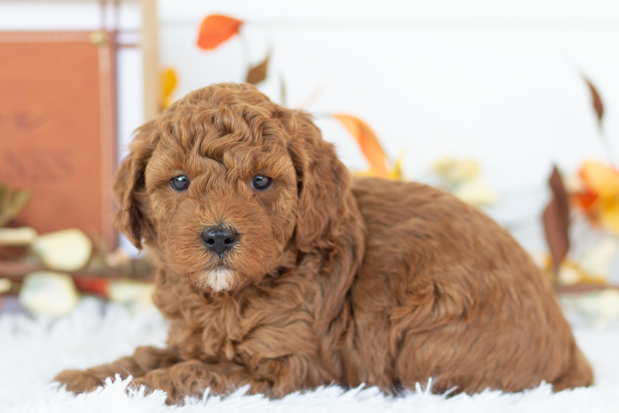 cargo goldendoodle for sale(2).jpg