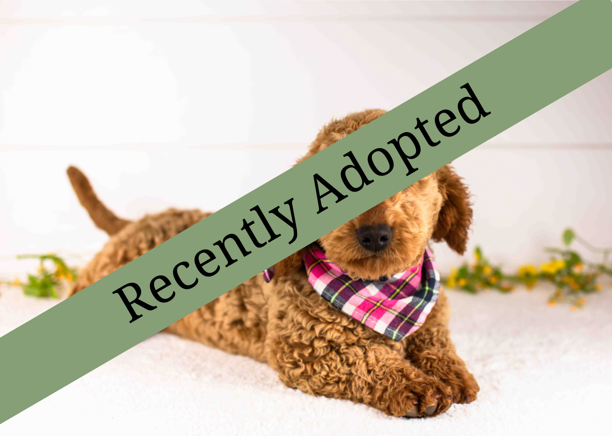 goldendoodle for sale