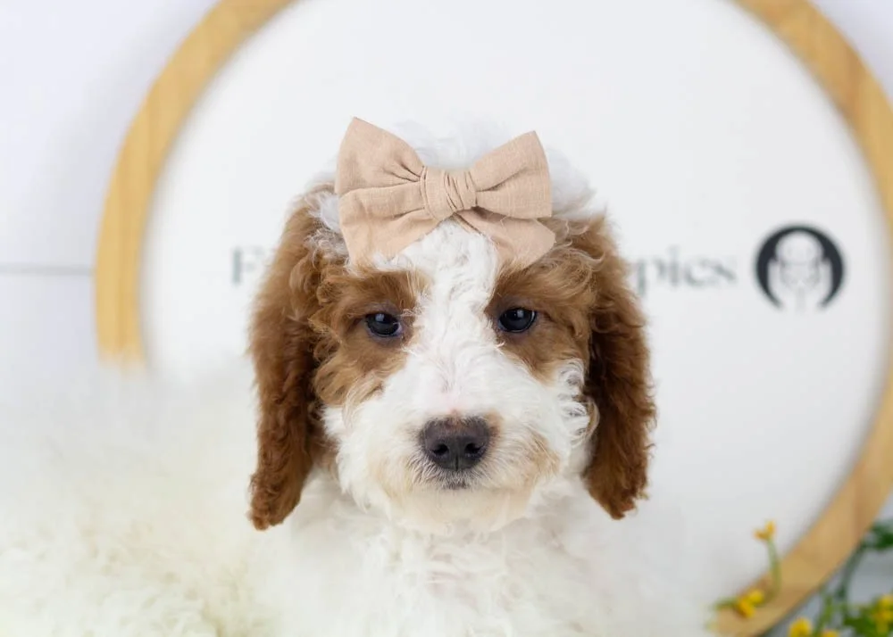 goldendoodle for sale