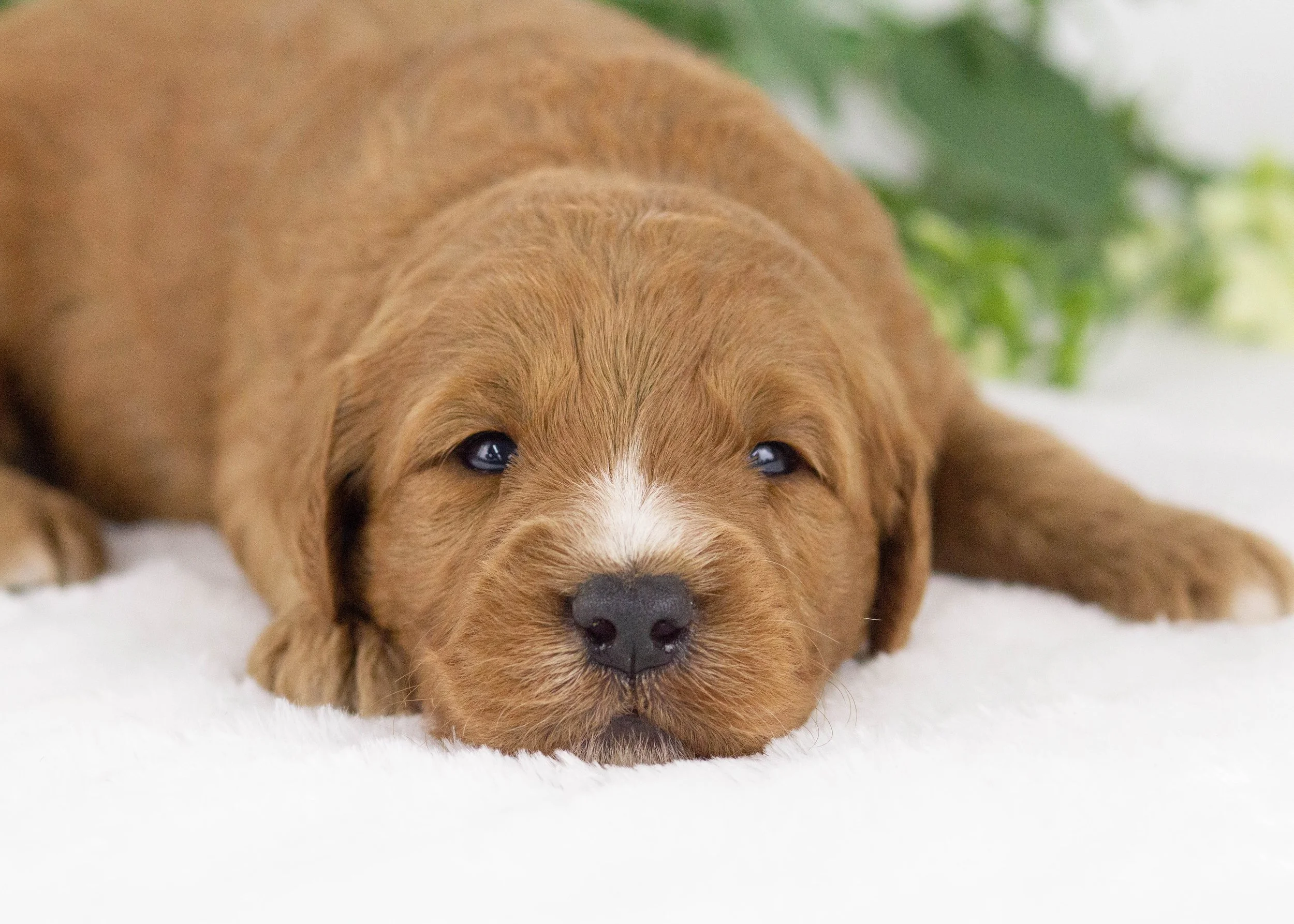 Cardinal goldendoodle for sale(2).jpg