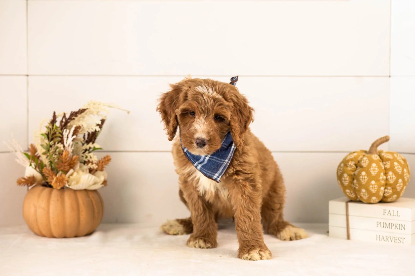 Andes goldendoodle for sale 3.jpg