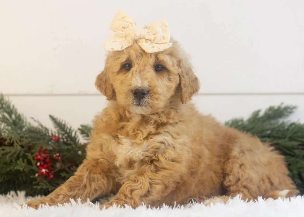 Fox goldendoodle for sale.jpg
