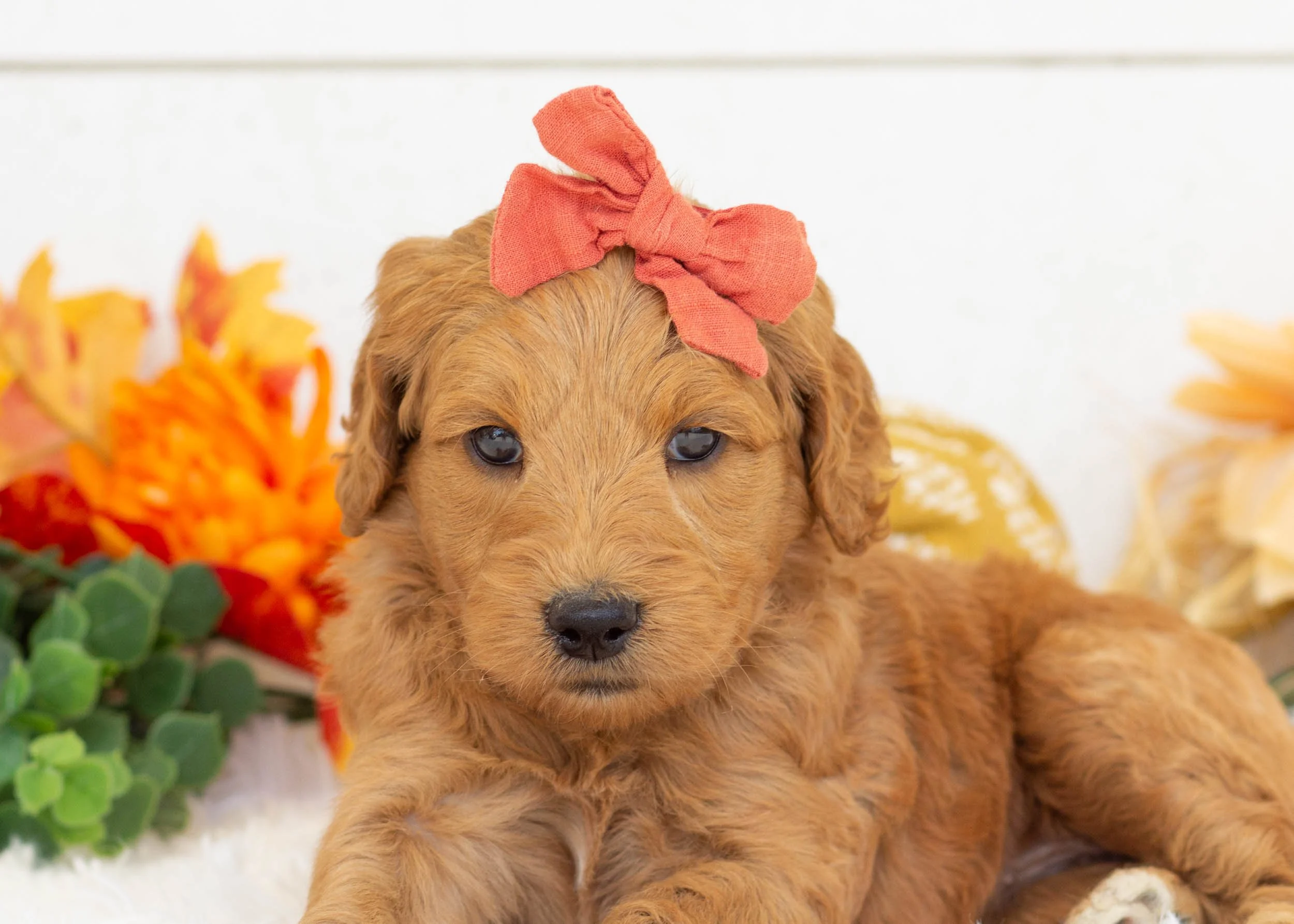 Pebbles goldendoodle for sale(1).jpg