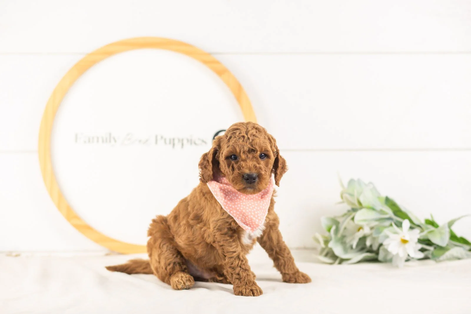 Glacier goldendoodle for sale(1).jpg