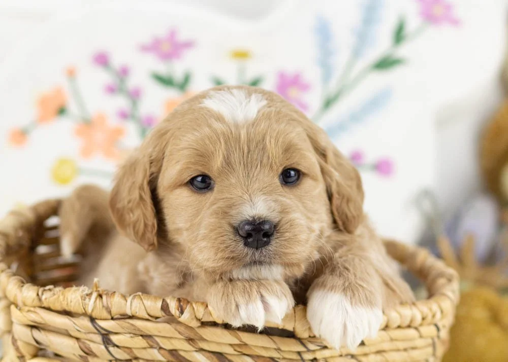 Joey goldendoodle for sale(1).jpg