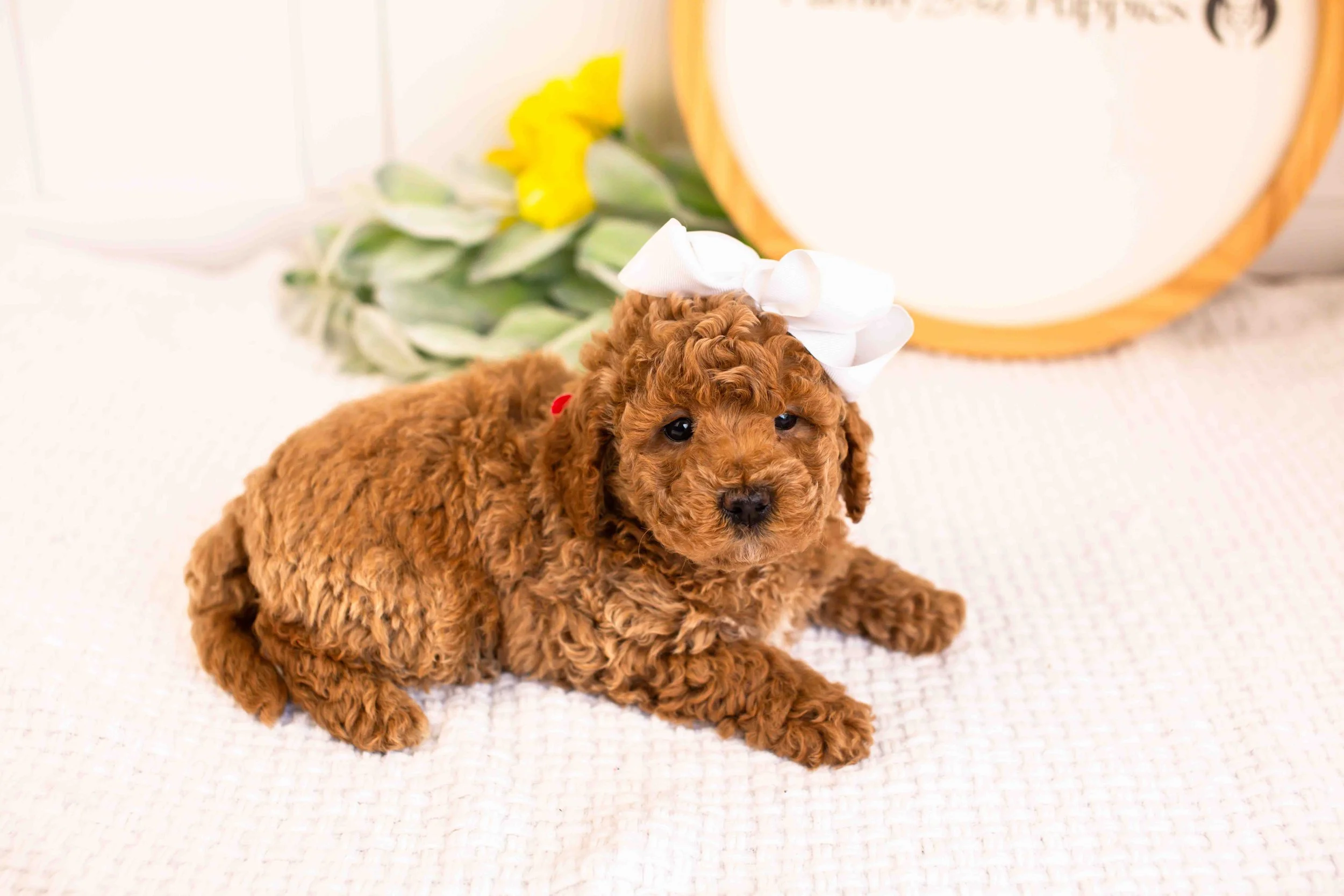 Jasmine goldendoodle for sale(1).jpg