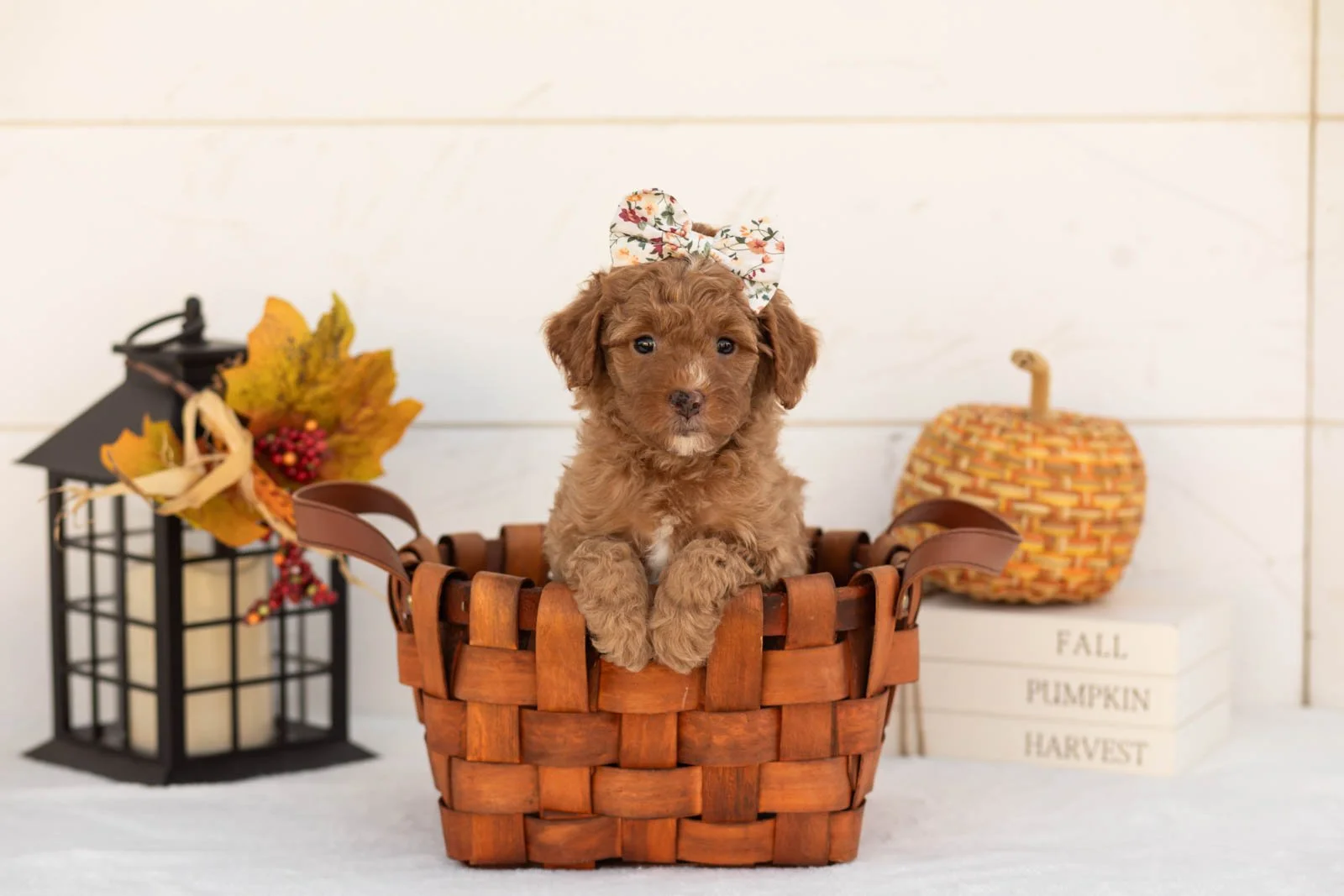 Juliet goldendoodle for sale 1.jpg