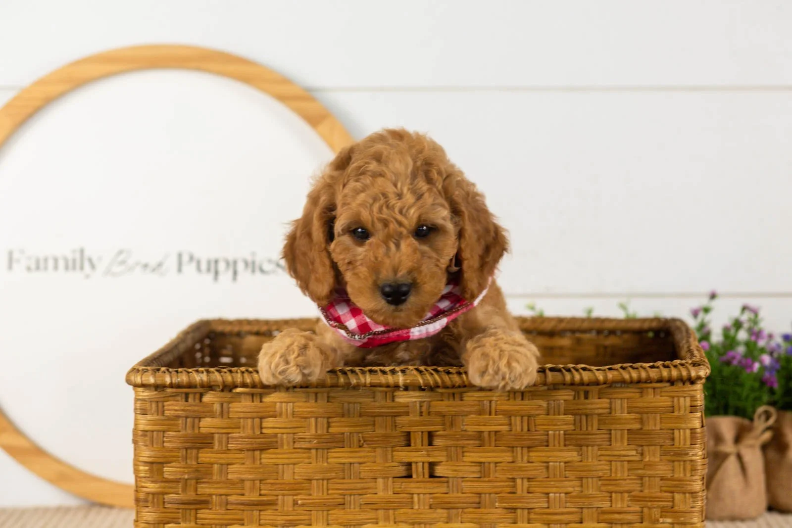 Rainer goldendoodle for sale(4).jpg