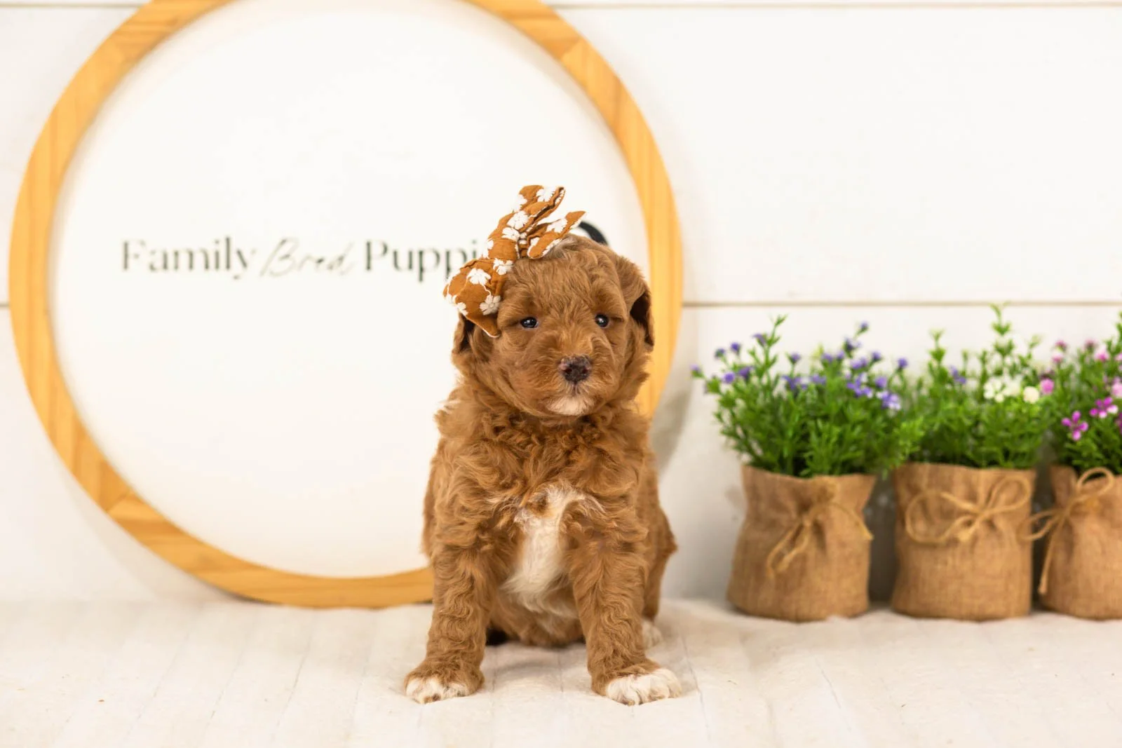 Serenity goldendoodle for sale(1).jpg