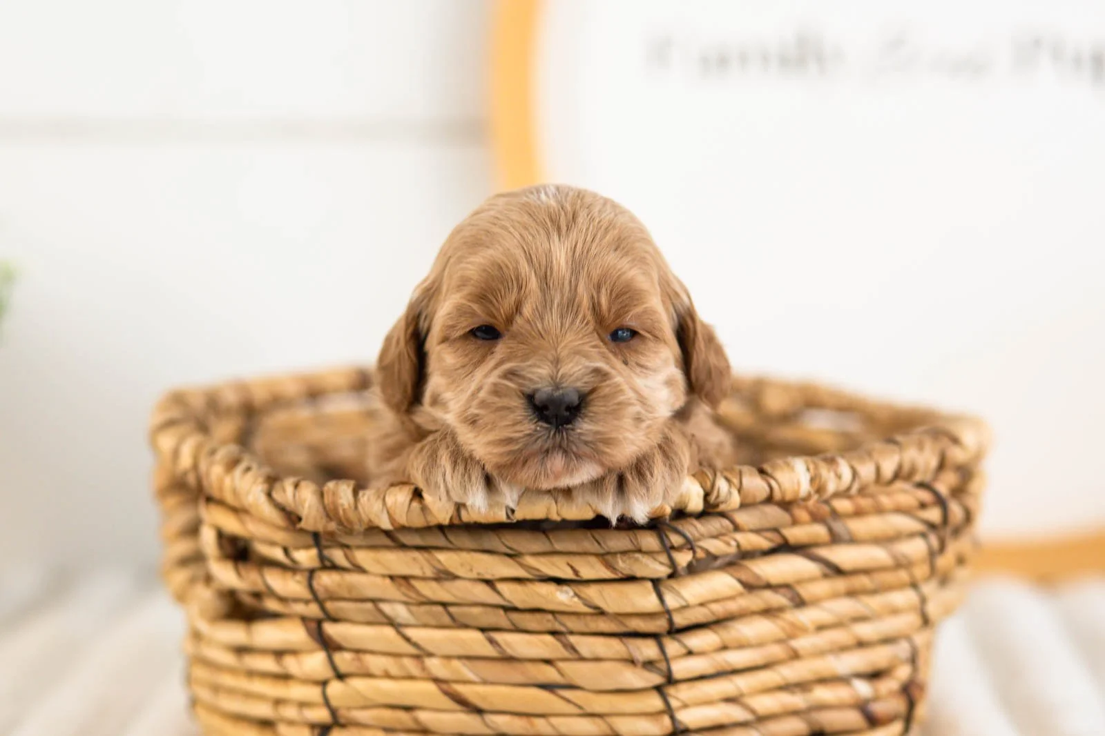 sapphire goldendoodle for sale(2).jpg