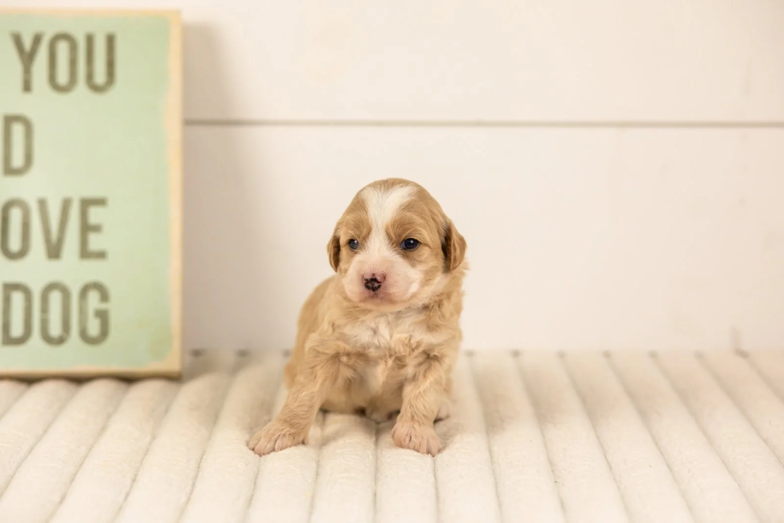 Indigo goldendoodle for sale(2).jpg