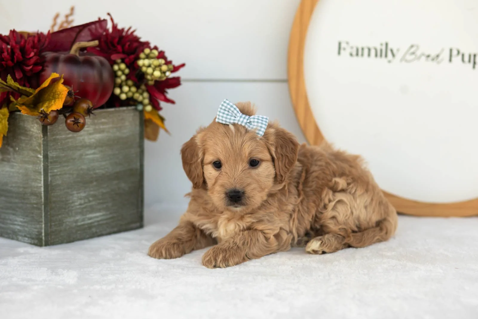 Marigold goldendoodle for sale(3).jpg