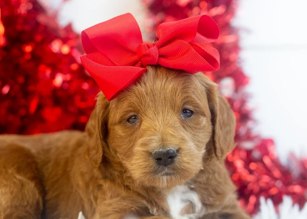 Lullaby goldendoodle for sale(1).jpg