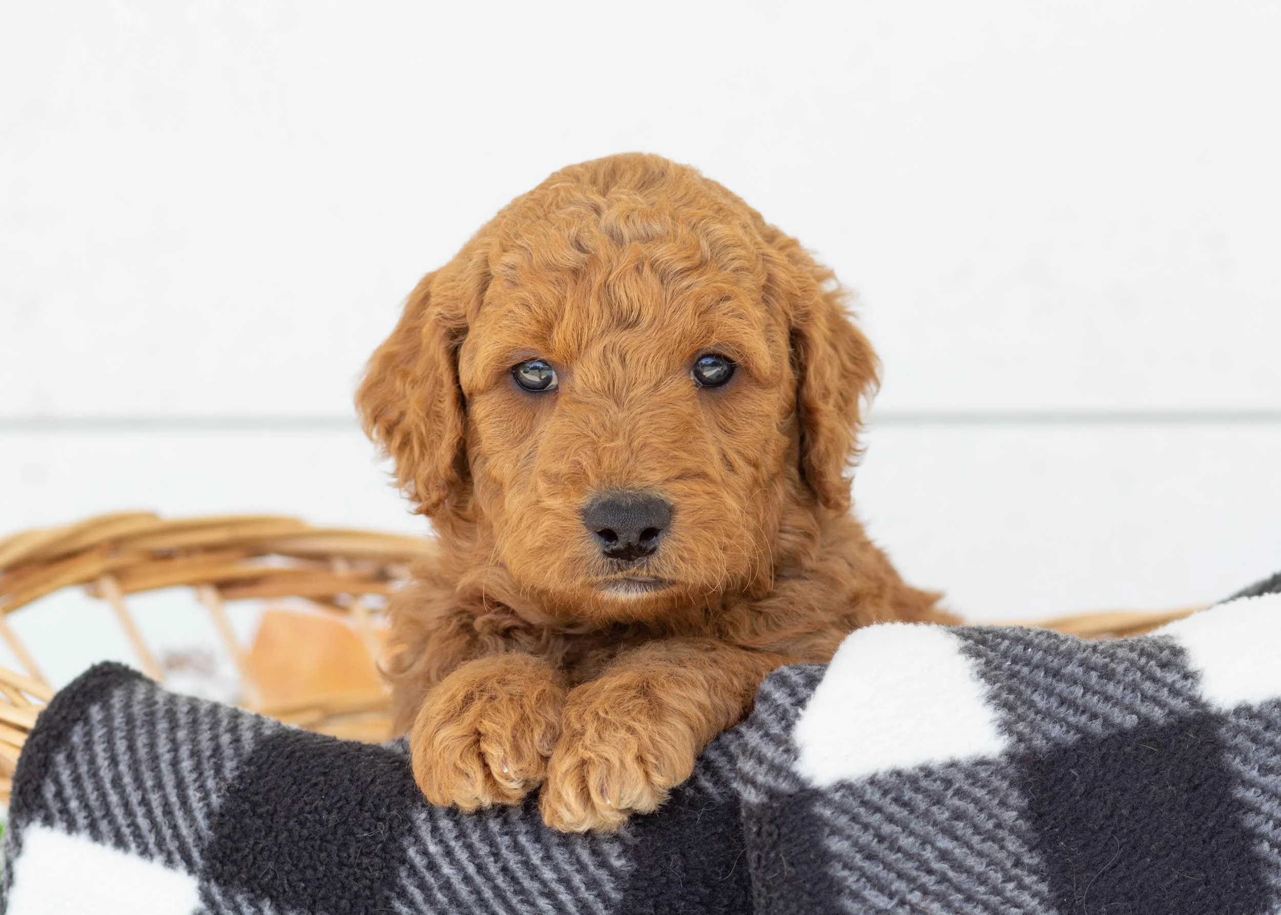 Barney goldendoodle for sale(3).jpg