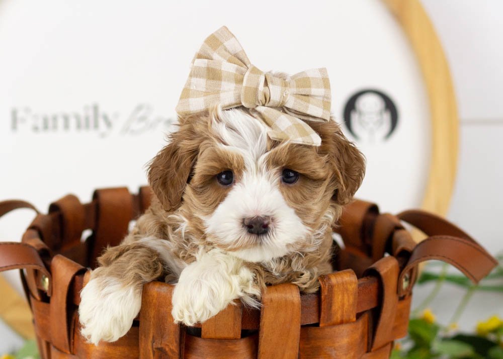 Violet goldendoodle for sale(2).jpg