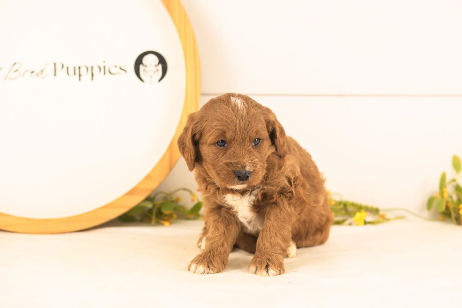 Oliver goldendoodle for sale(4).jpg
