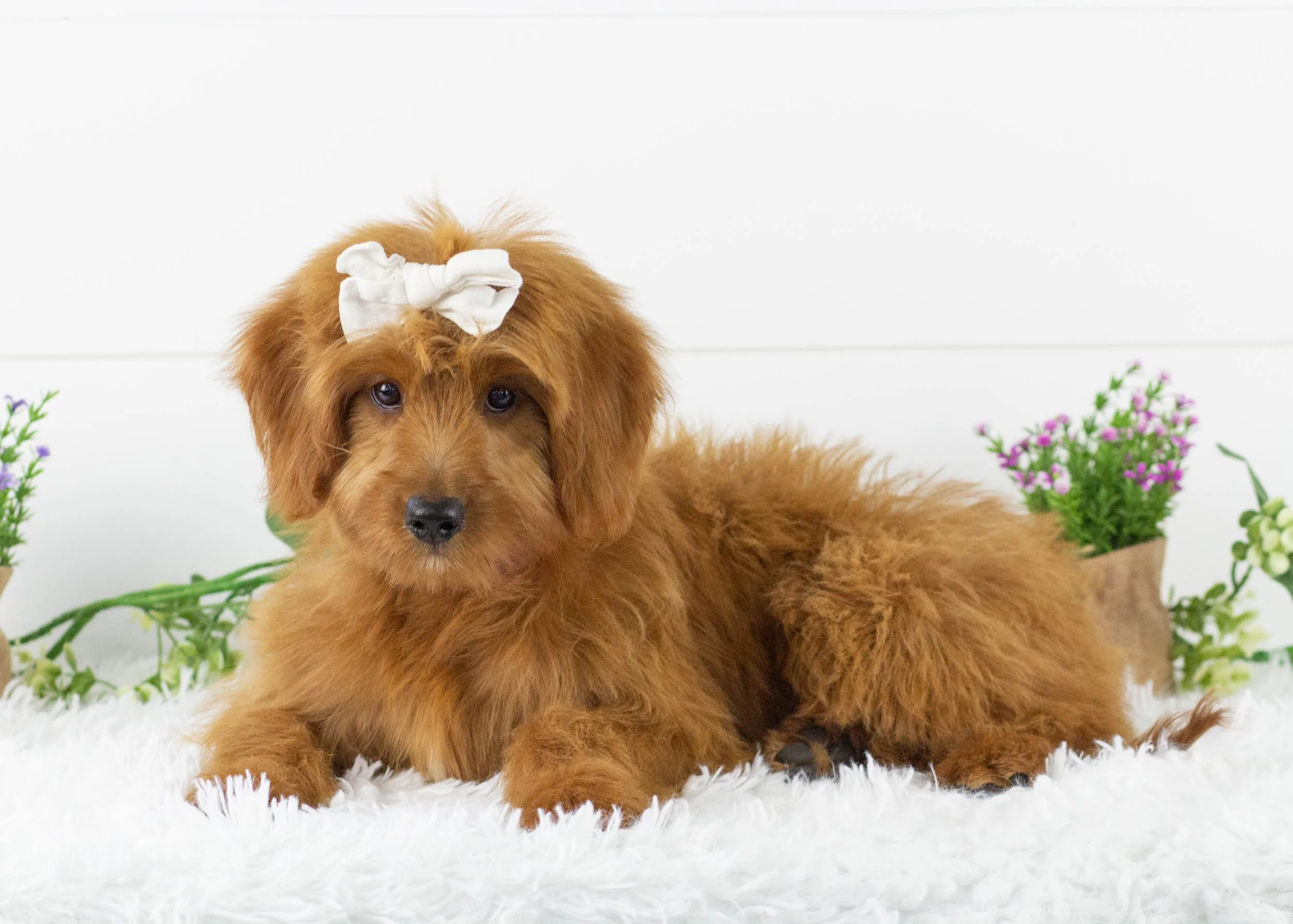 Daisy goldendoodle for sale(1).jpg