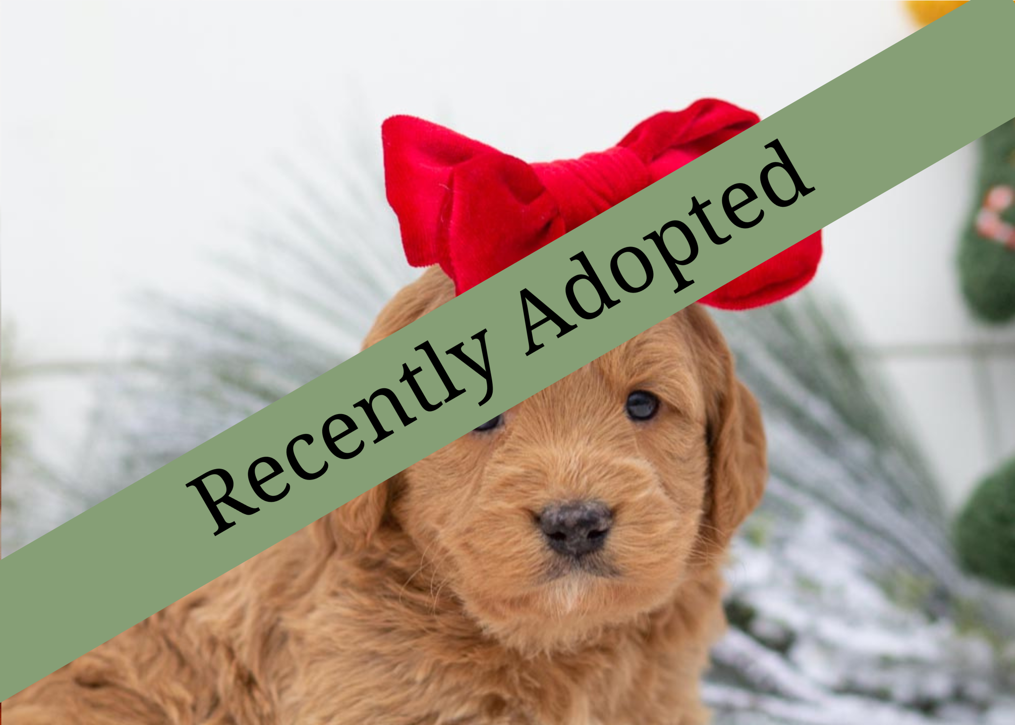 goldendoodle for sale