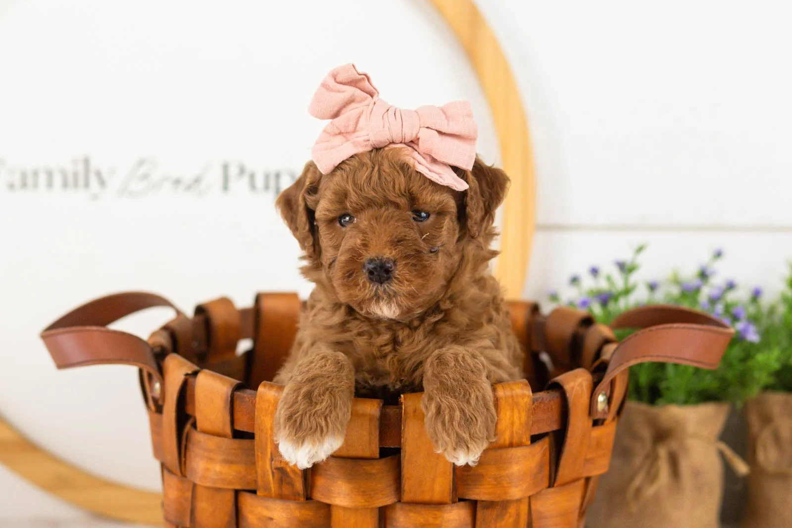 Honour goldendoodle for sale(3).jpg