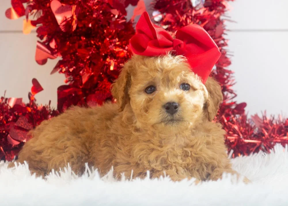 Georgia goldendoodle for sale(3).jpg