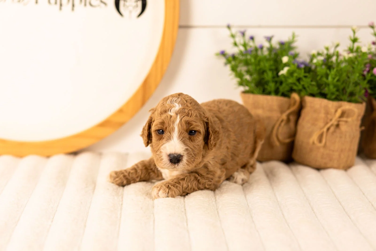Lola goldendoodle for sale(3).jpg
