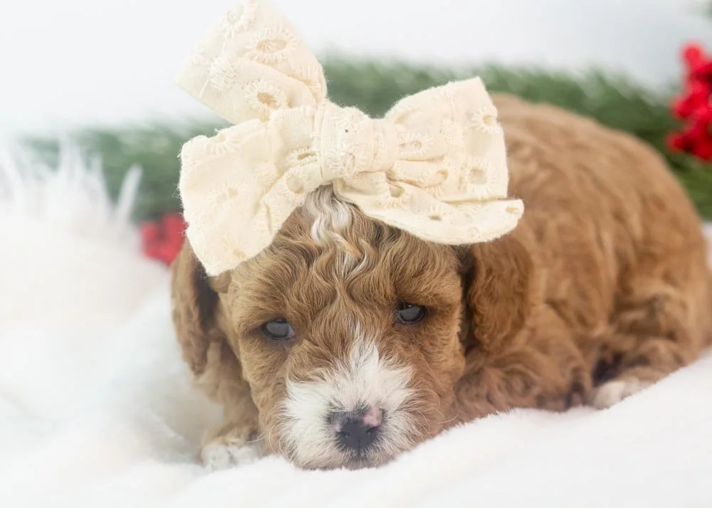 Olympus goldendoodle for sale(4).jpg