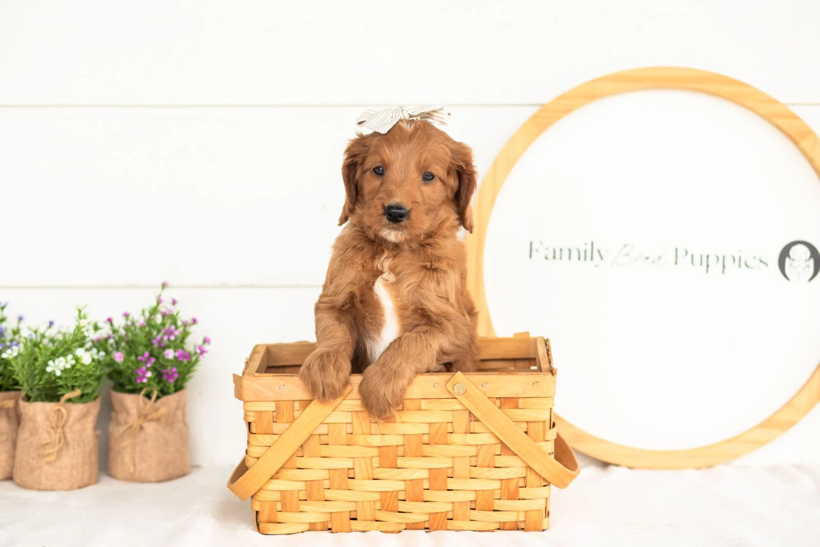 eliza goldendoodle for sale(2).jpg