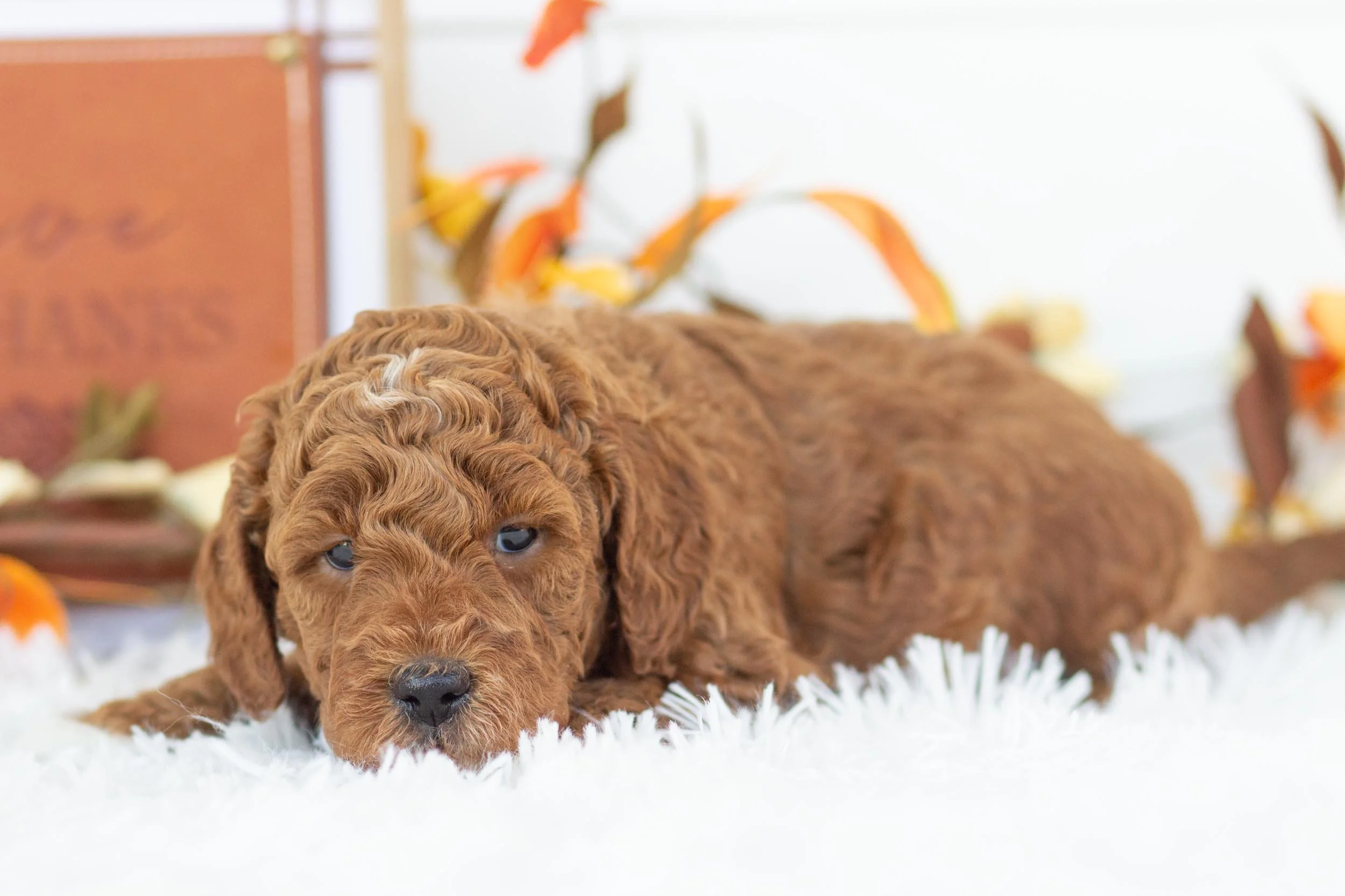 Trouser goldendoodle for sale(1).jpg