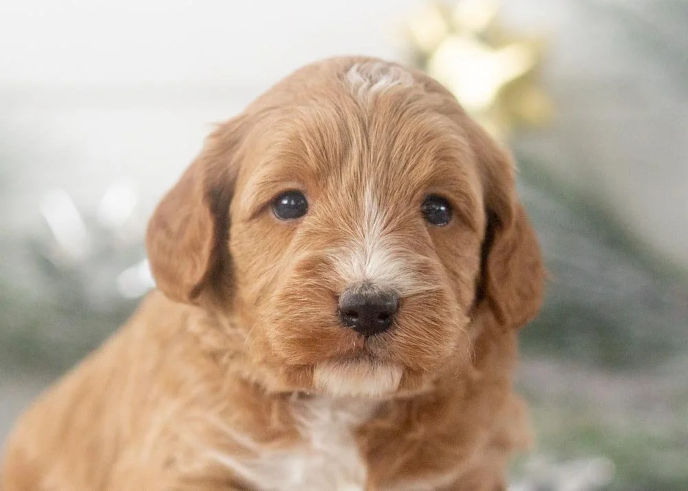 Cole goldendoodle for sale(1).jpg